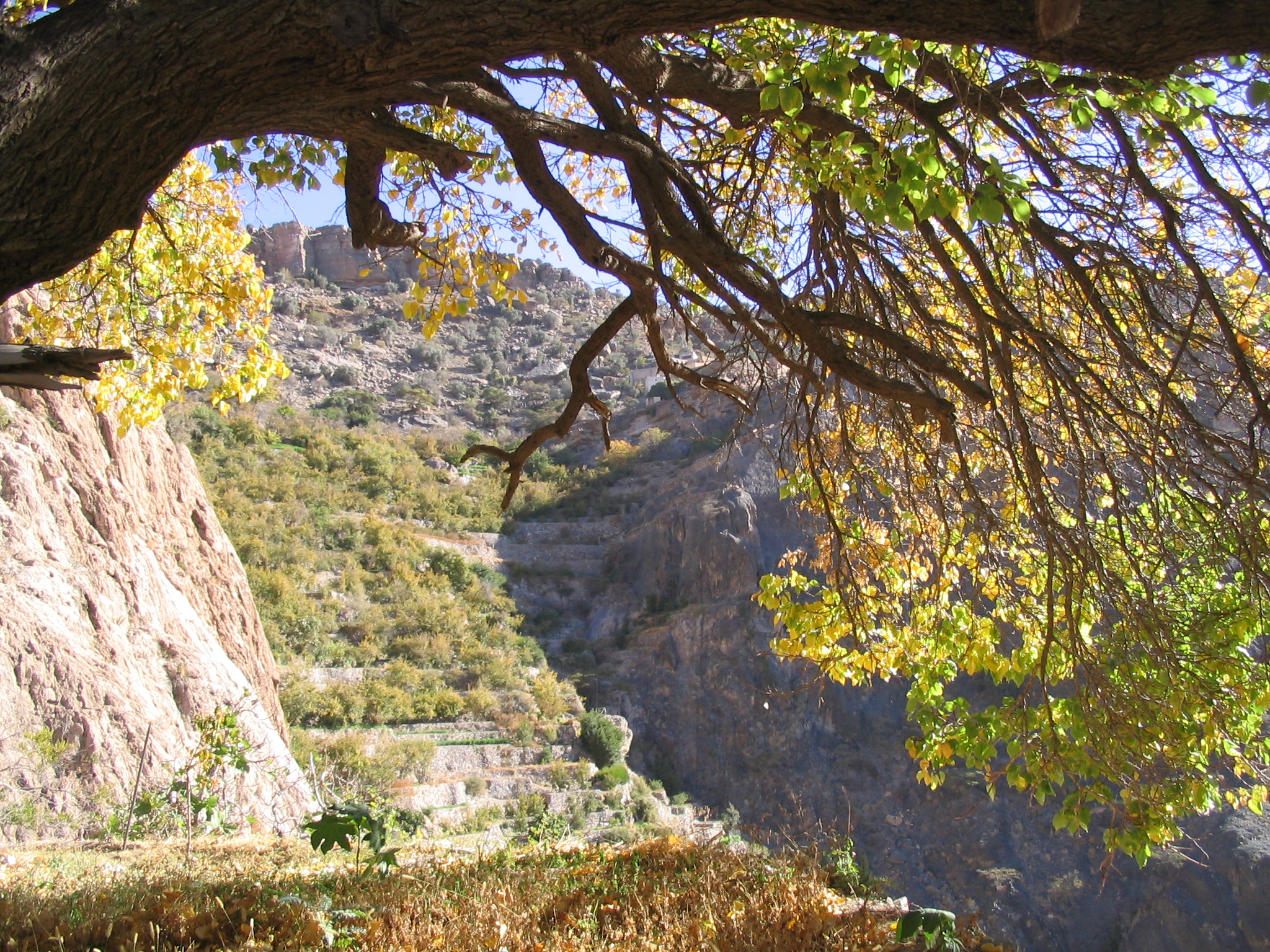 Apricot tree, Al Jabal Al Akhdar, Oman