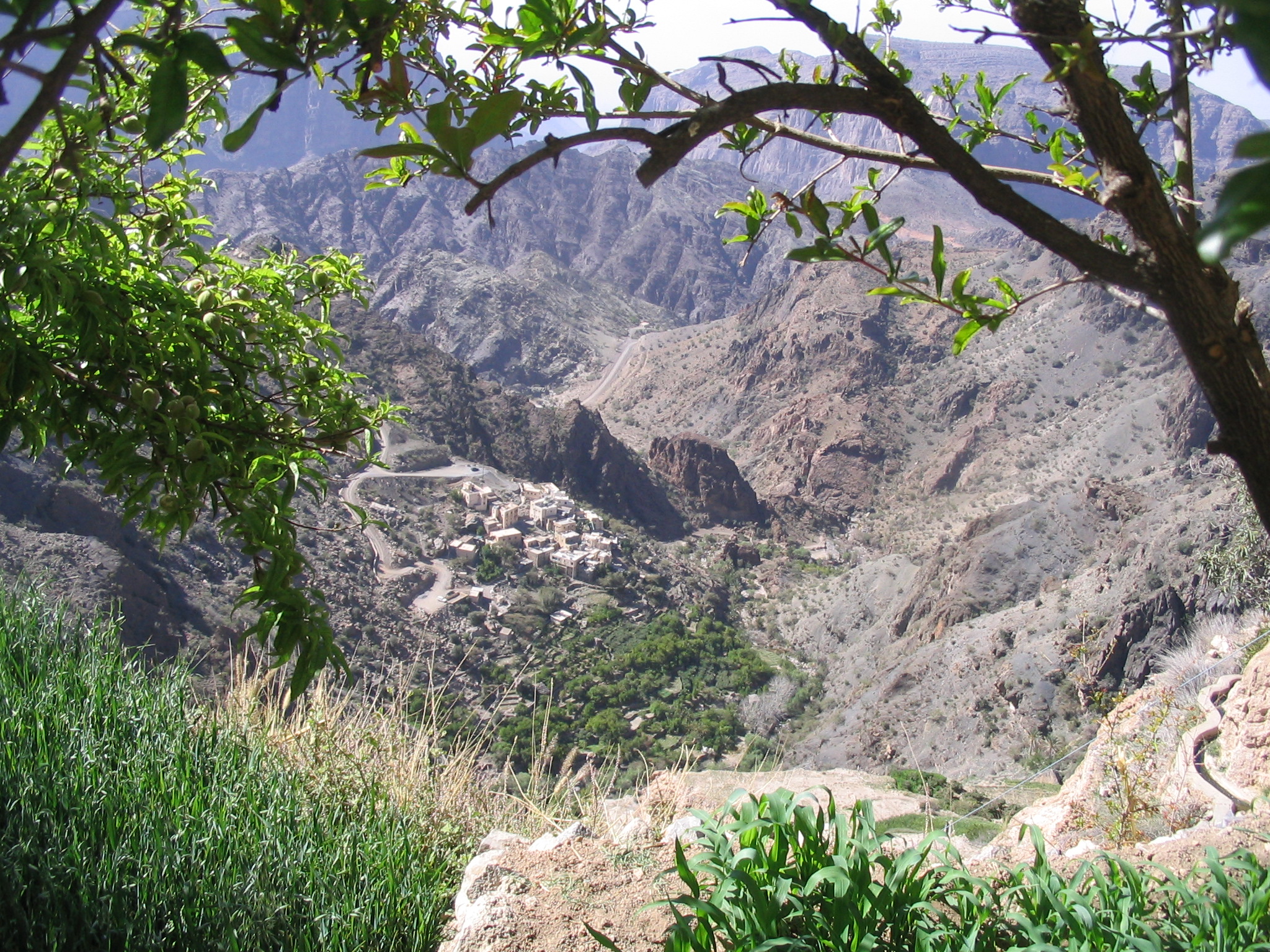 Pomegranate trees with a view of the oasis of Qasha’, Al Jabal Al Akhdar, Oman