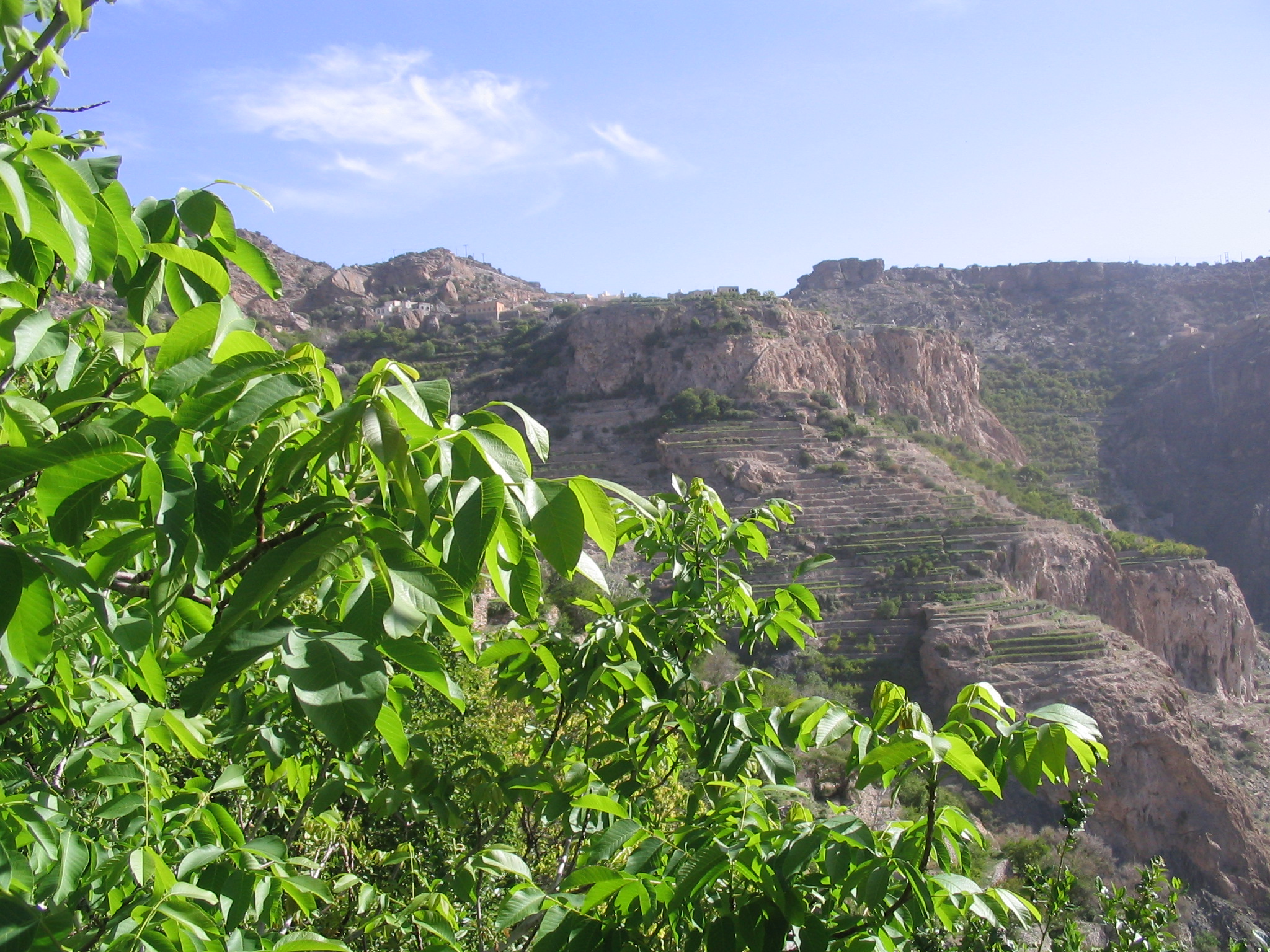 Walnut tree, Al Jabal Al Akhdar, Oman