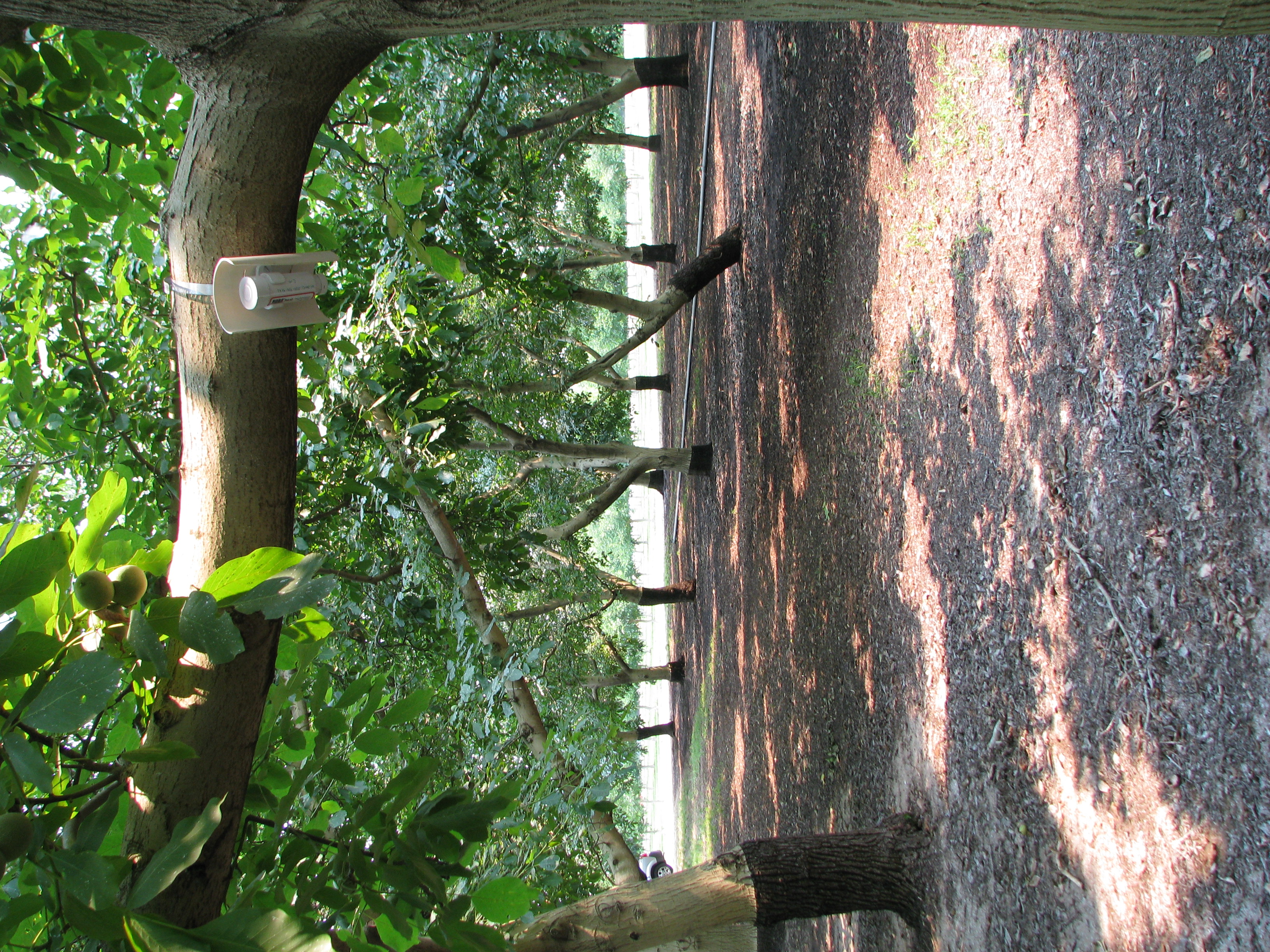 Temperature logger in a walnut orchard in California, May 2008.